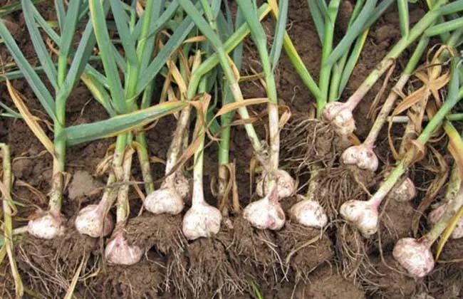 2705f819172e4bb2ac21375cd2631a01.jpeg