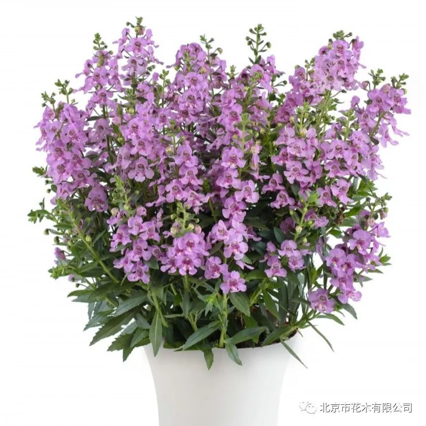 首选香彩雀 "鼠"你有眼光