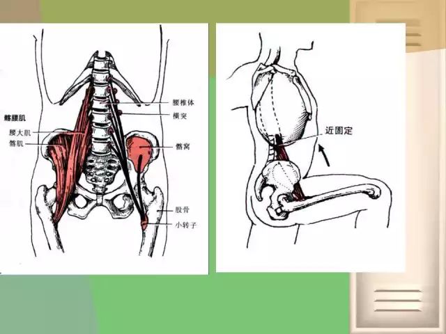 《骨盆关节的功能解剖》骨盆关节的骨头结构
