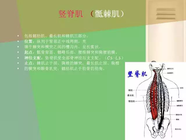 《骨盆关节的功能解剖》骨盆关节的骨头结构