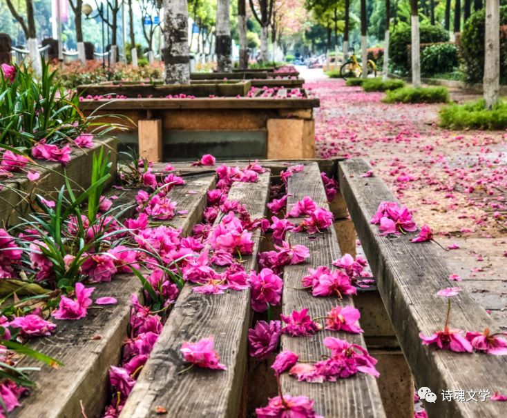 芳随秋雨落,化土育新芽 落花.