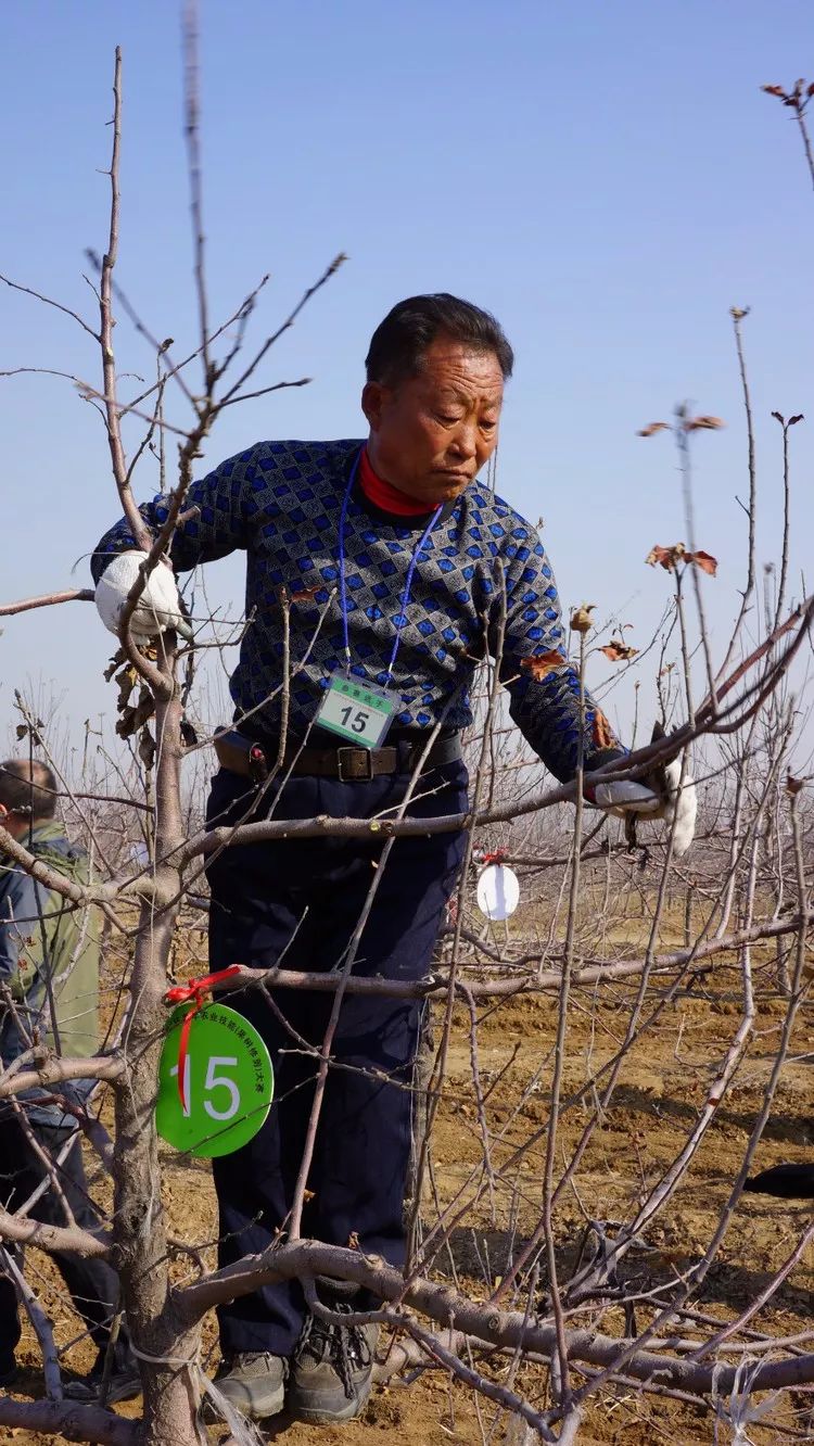 来谈谈果树修剪中的截,疏,放手法!