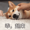超萌的柯基表情包来了:我人见人爱,花见