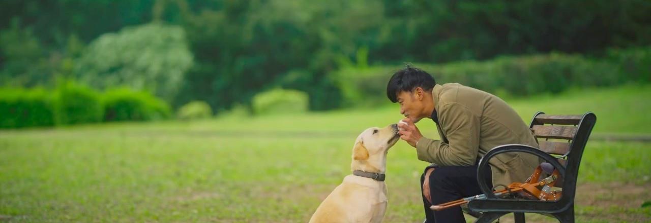 原创任达华 《小q》泪点更多,为何口碑,却低于《忠犬八公的故事》