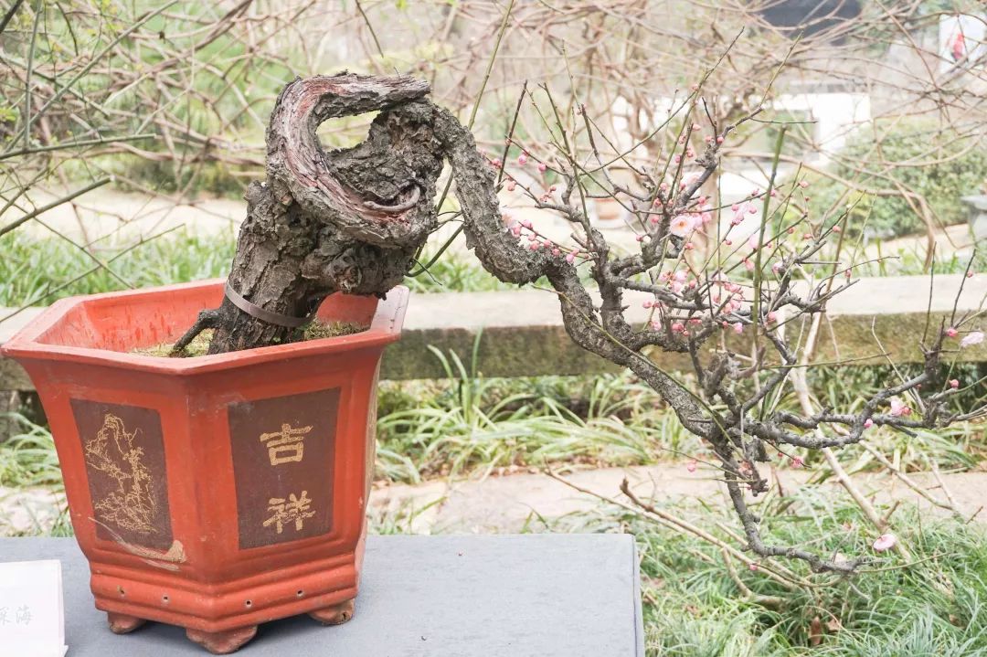 灵峰探梅花事活动之梅花盆景赏析