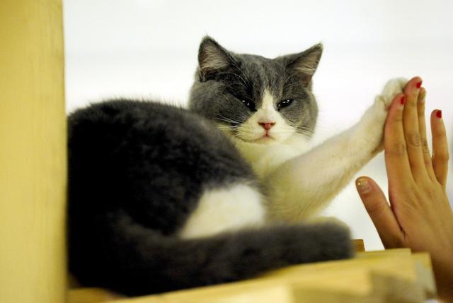 怎么可以不让猫咪叫 e64096c2557e455a8e94e4d40f7cdf4a.jpeg