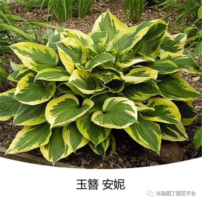 对称的银蓝色叶子,抗蜗牛 品名:蓝天使 枝高:75-80cm 宽幅:90-120cm