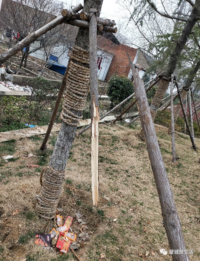 蒙城:某公园树木遭到恶意破坏,居然是.