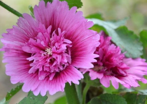 三生花是什么植物 3dce2651ce464a1faf2ae17420377a6a.jpeg