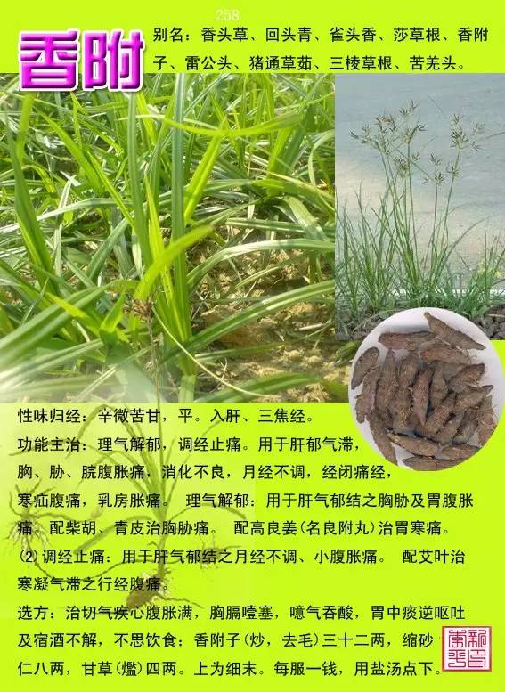 300种常见中草药图谱含别名性味归经以及功能主治