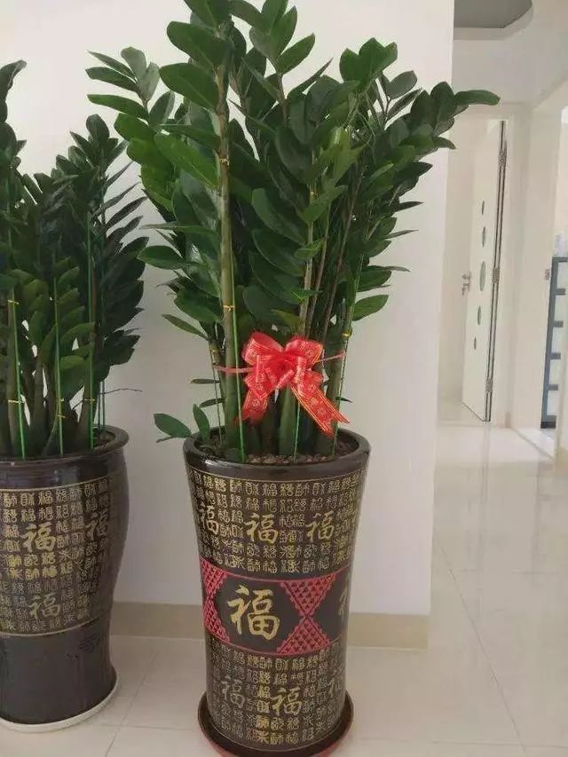 春节在家里摆一盆招财树财源滚滚过大年