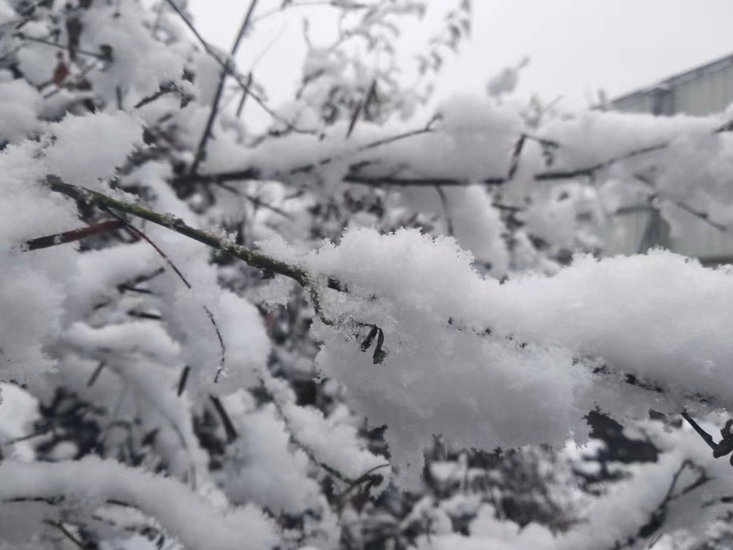 瑞雪兆丰年简谱_瑞雪兆丰年图片带字