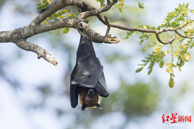 武汉专家最新研究:新型冠状病毒大概率源自蝙