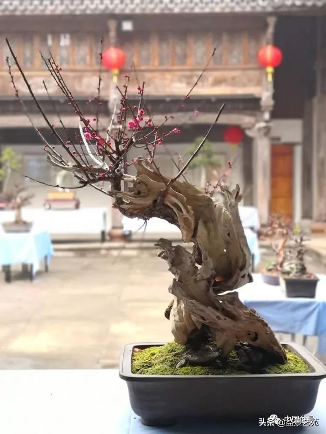 鼠年盆景首展部分作品欣赏