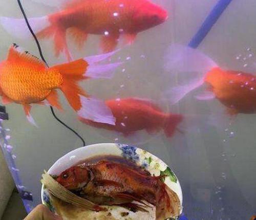 搞笑爆笑动图：哥们，你把鱼缸里的金鱼红烧了，可真是馋