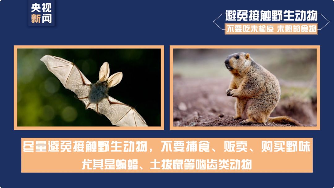 蝙蝠病毒怎么清理 67a90b826bf8465f851310f2a345804a.jpeg