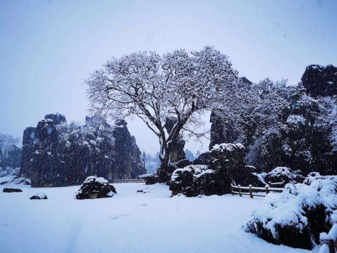 瑞雪兆丰年石林这些雪中美景再不看就化了