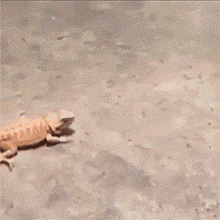 75116dc0dcd44d72a9f2e219148a7c7b.gif