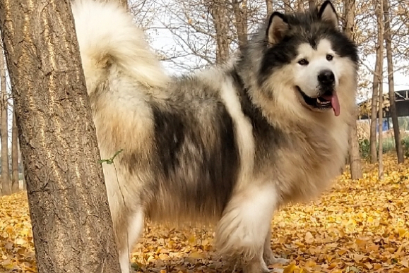 如何正确的饲养阿拉斯加 8b2cbd448c40417a827540e2da8217a9.jpeg