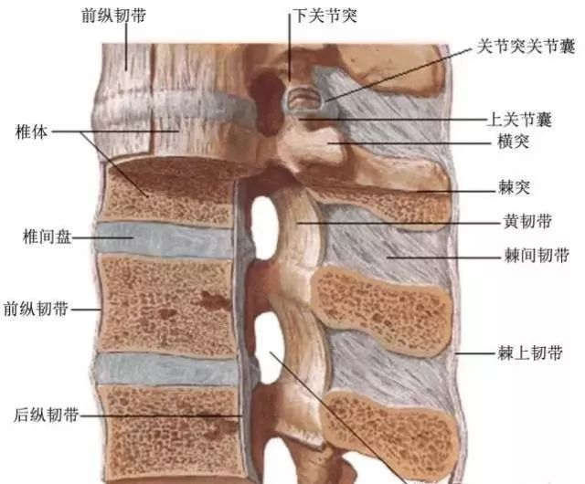 突起 腰椎 骨折 横 腰椎横突起骨折(肋骨突起骨折)－腰を打った・動作に伴い腰が痛む