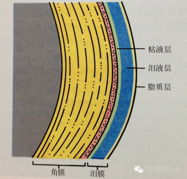 精美眼科解剖图详解