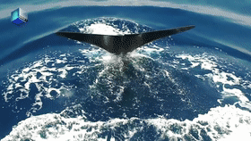 10258e24792249d981db0f1070bba89f.gif