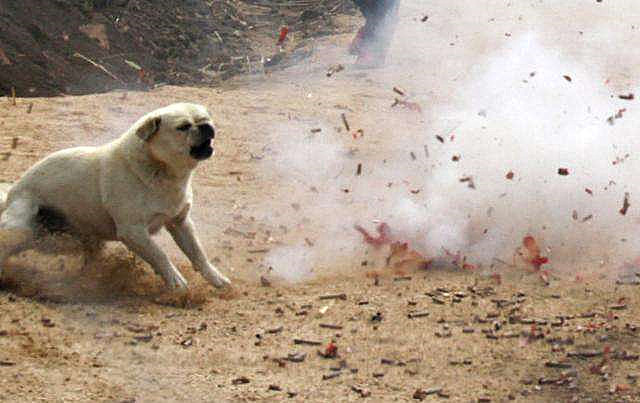 狗为啥怕放鞭炮呢 3b8c23d29f0e4d278d50a85d84fe93fc.jpeg