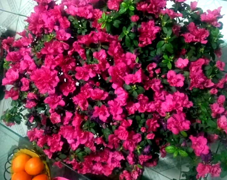 怎么养花束不会死 43d6cb3eea99468492b56b749da9ea78.png