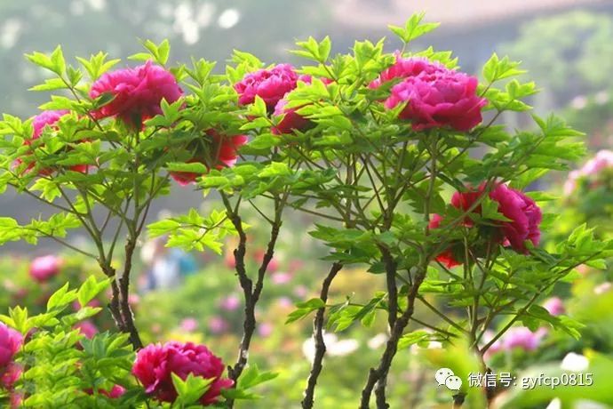 怎样赞美牡丹花 4998bf36735d42dcb485af87bbc15e57.jpeg