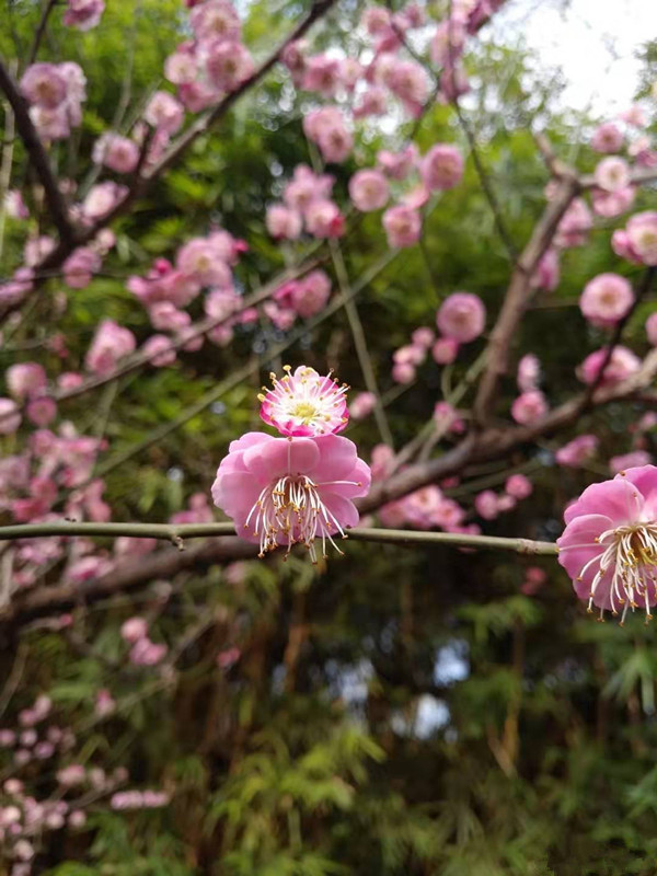 早春的桃花开始绽放,往年游人如织