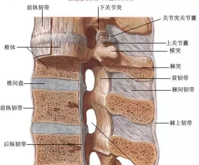 脊柱解剖的基本要点珍藏版