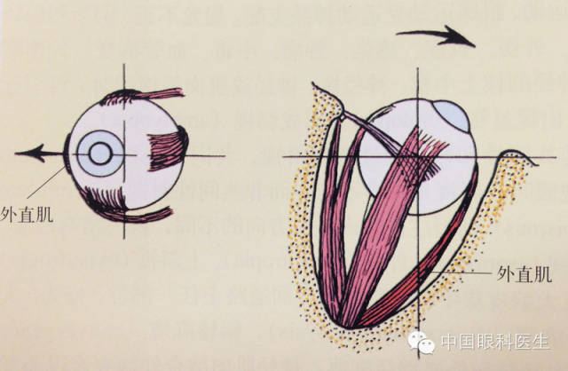 精美眼科解剖图详解_示意图