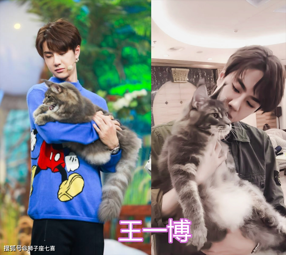 爱豆如何"抱猫"?王一博婴儿抱,千玺女友抱,刘昊然:你的猫呢?