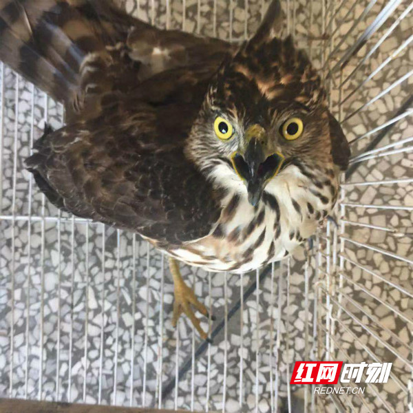 时刻知道丨别再打野生动物的主意了 朋友你惹