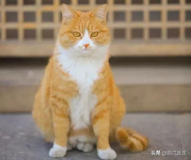 "你根本不爱猫,你就是馋它的身子"_金丝虎