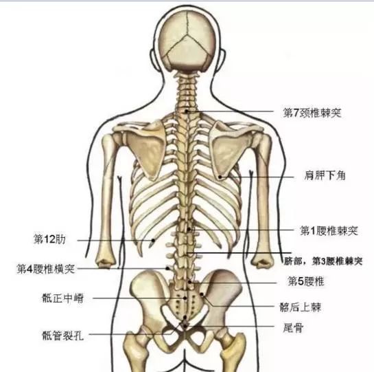脊柱解剖的基本要点—珍藏版