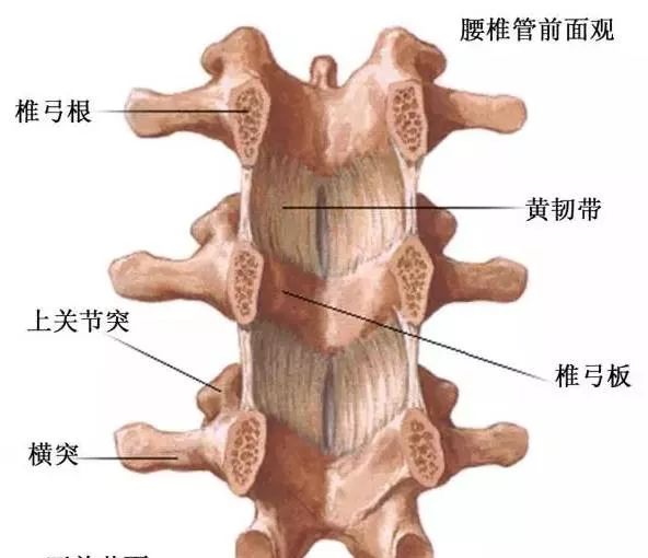 上起于枕骨枕骨大孔前缘,下至第1或2骶椎,韧带的宽窄厚薄各部有所不同
