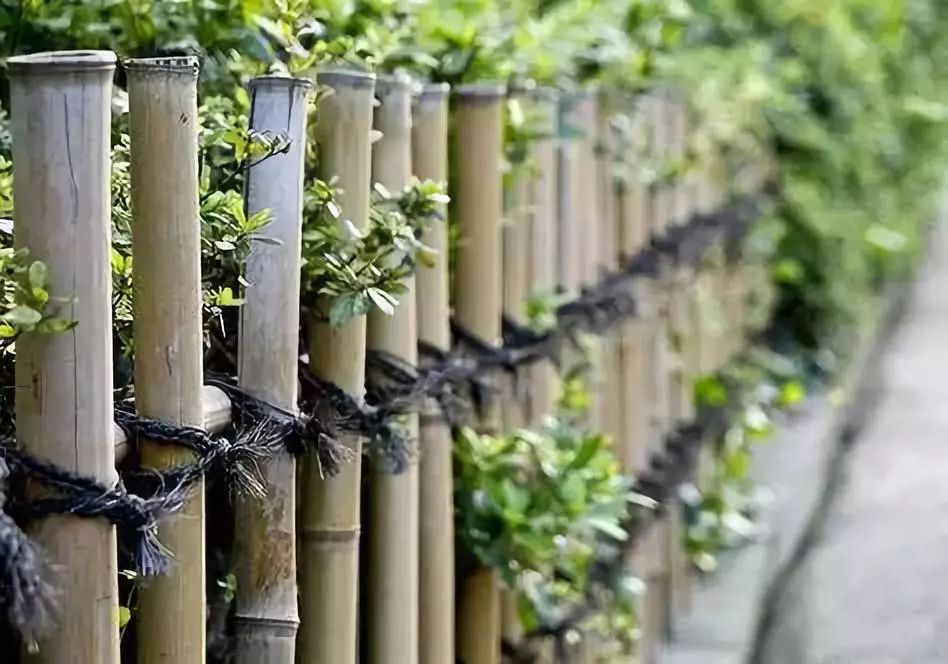 围墙内一棵竹子猜成语_看图猜成语