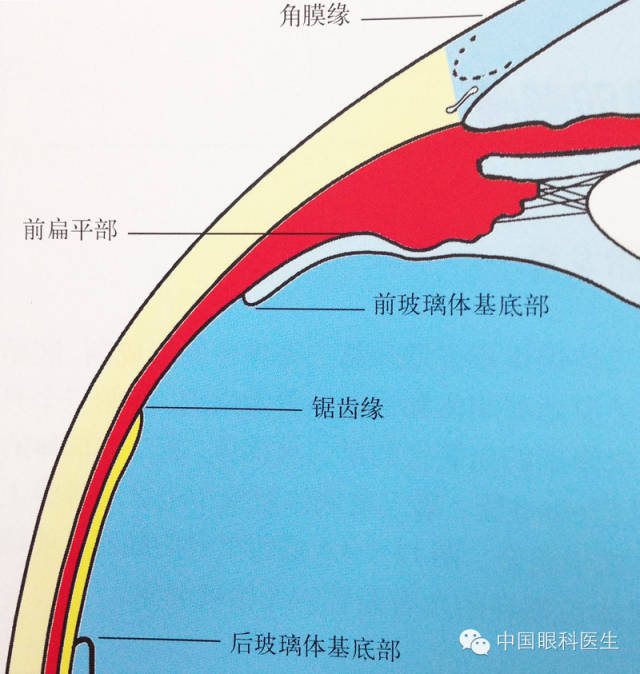 玻璃体的解剖视神经结构示意图