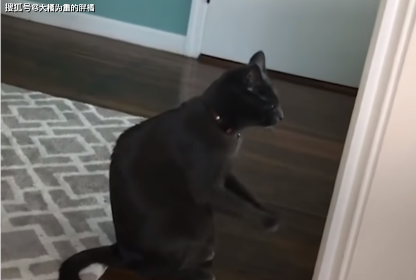 梦境解析,女人梦见猫的神秘预兆 梦境解析,女人梦见猫的神秘预兆