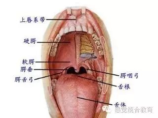 「感觉综合教育」【感觉统合教育】孩子发音不清楚 是你没给孩子做好构音器官运动