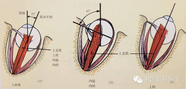 精美眼科解剖图详解_示意图