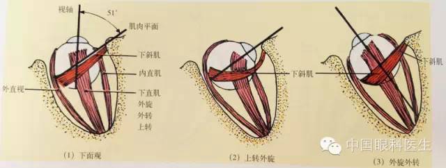 的作用(右眼)眼球的主要轴视神经血液供应系统解剖示意图眼眶循环系统