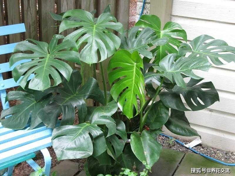 龟背竹怎么长出大叶片 cf79ab72b4a14764b976961bf012a62f.jpeg