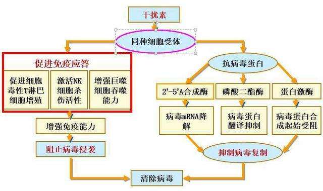 药物原理是什么_美莎是什么药物(2)