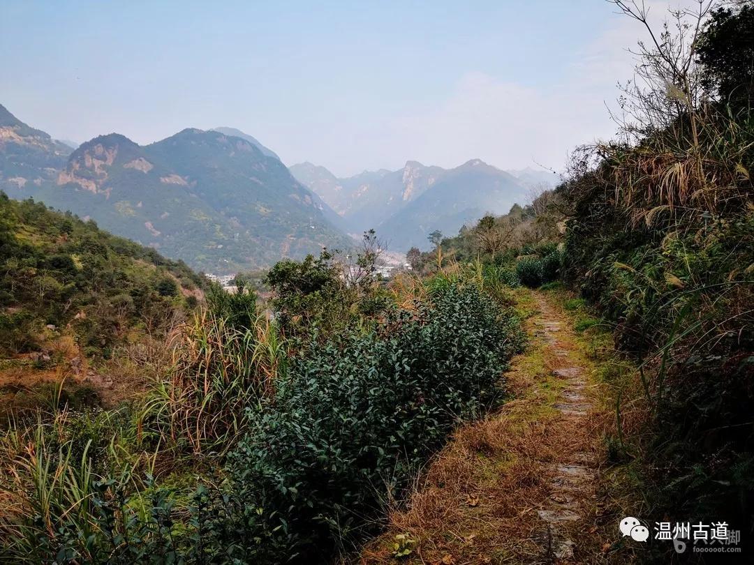 永嘉乌牛西岙东樟岭古道西叶行禅杨家山环线穿越风景如画