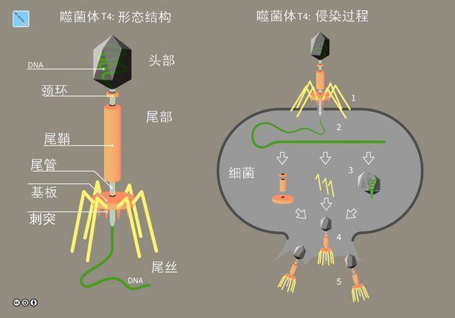 原创病毒的起源是什么竟是细胞内造反的dna片段bug的集合体