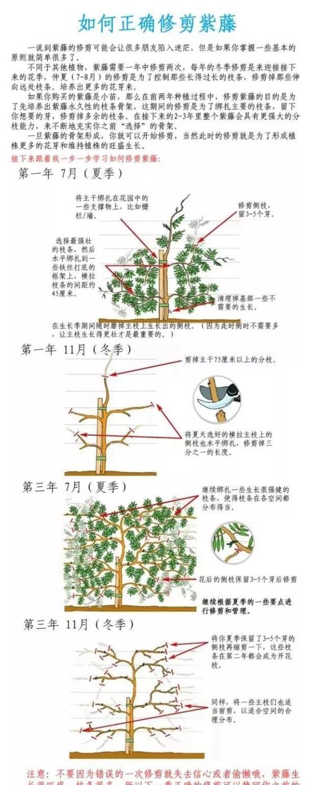 1,剪去枯死枝和细弱枝 2,侧枝适当修剪,留饱满花芽 3,横拉主枝适当