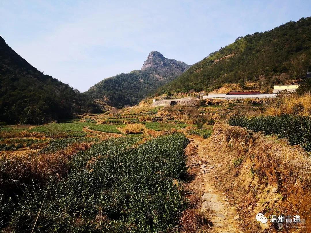 永嘉乌牛西岙东樟岭古道西叶行禅杨家山环线穿越风景如画