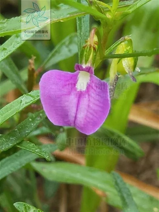 鼠鞭草 hybanthus enneaspermus (图片来源:中国植物图像库(ppbc))